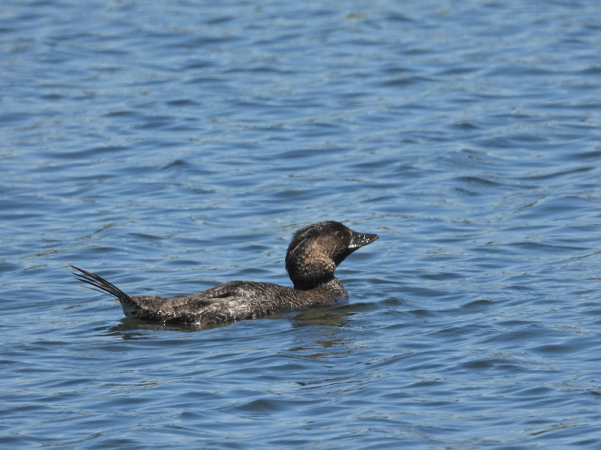 Лопастная утка - ML647046354