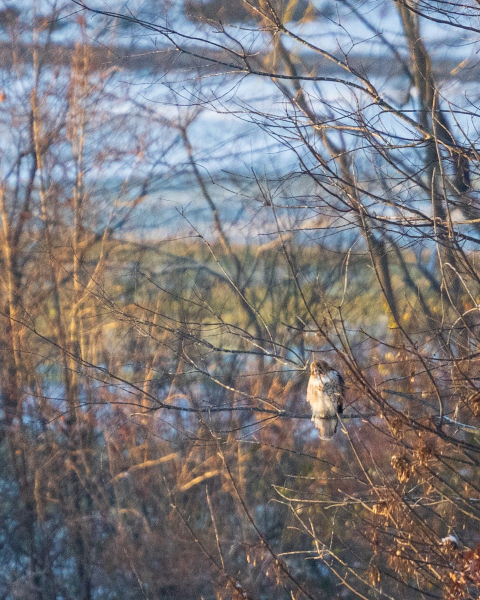 káně rudochvostá - ML647046357