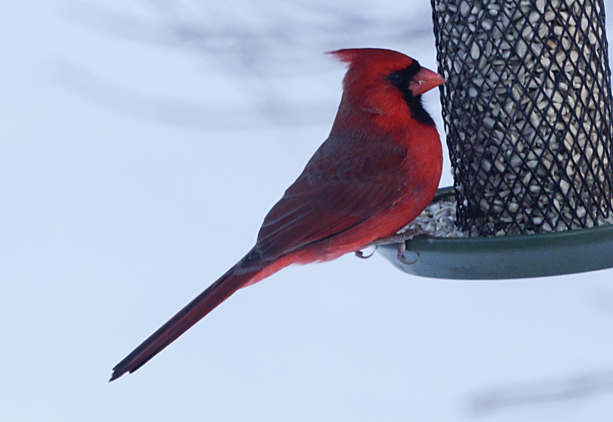 ショウジョウコウカンチョウ - ML647046359