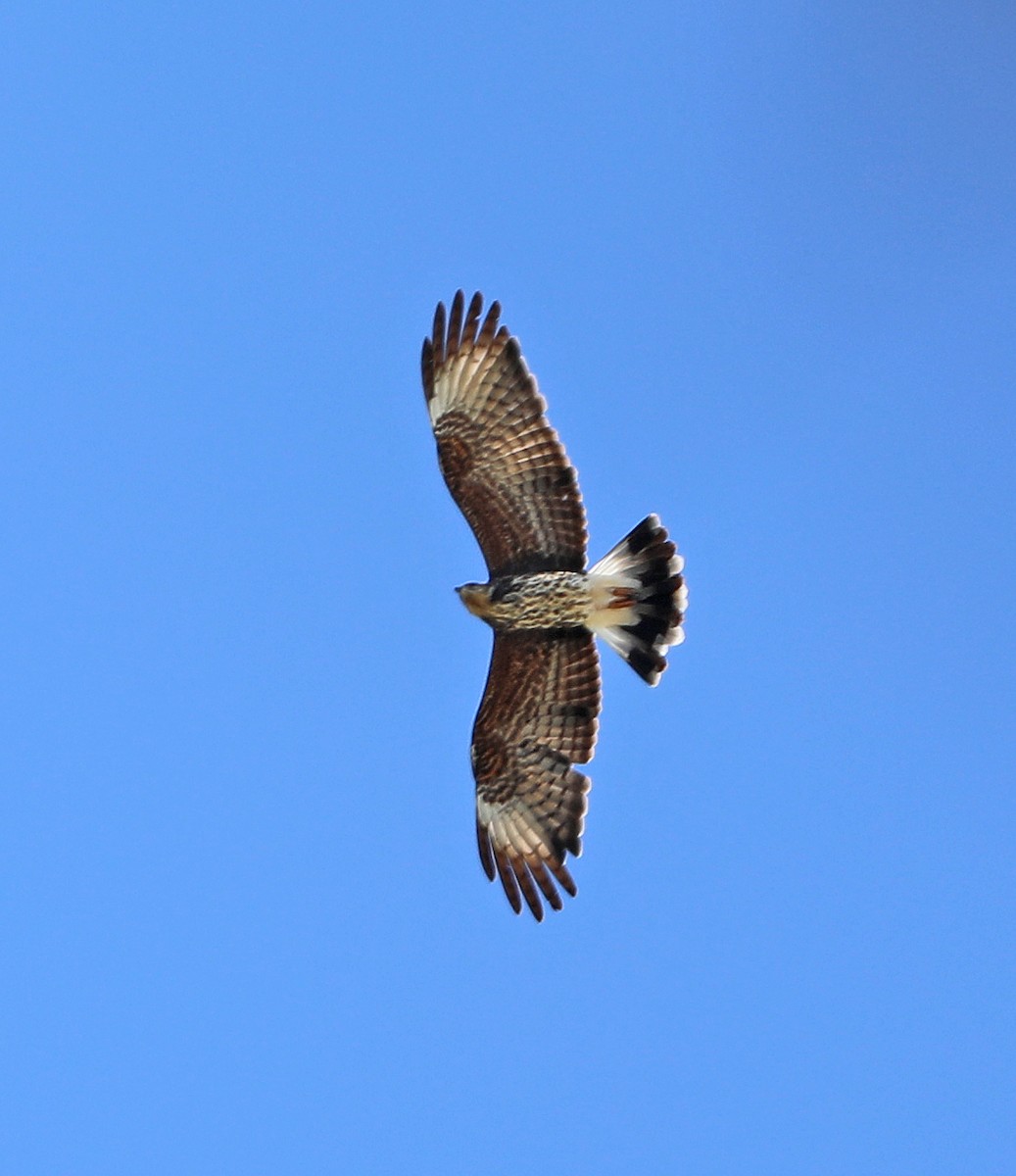 plžojed bažinný - ML647046364