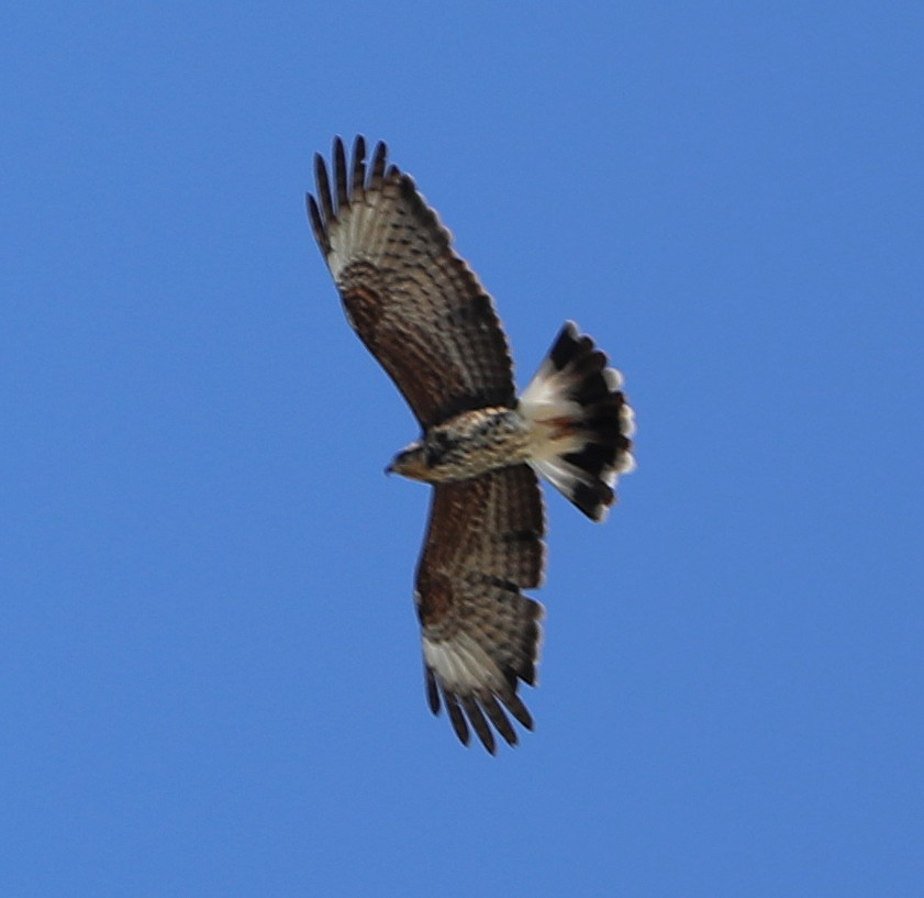 plžojed bažinný - ML647046365