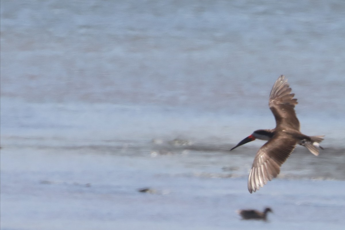 Black Skimmer - ML647046369