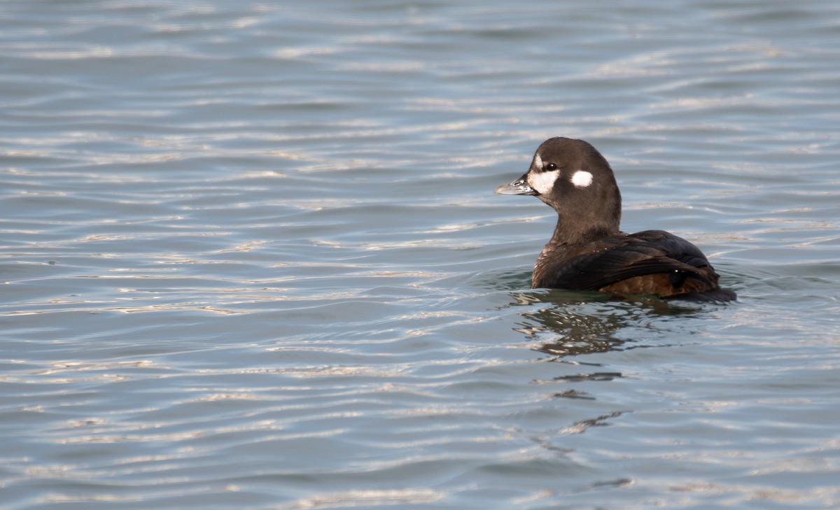 Palyaço Ördeği - ML647046374