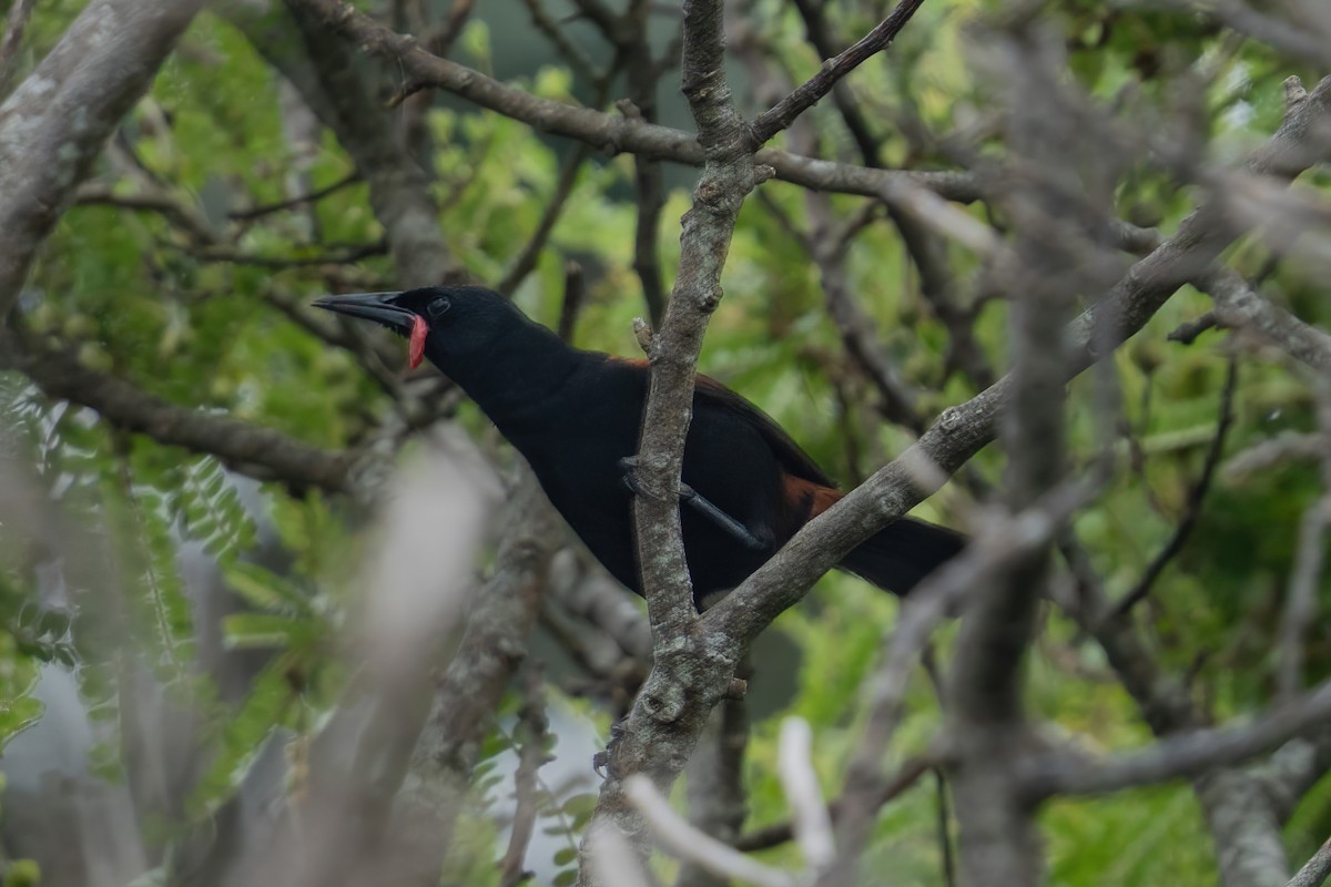 North Island Saddleback - ML647046380