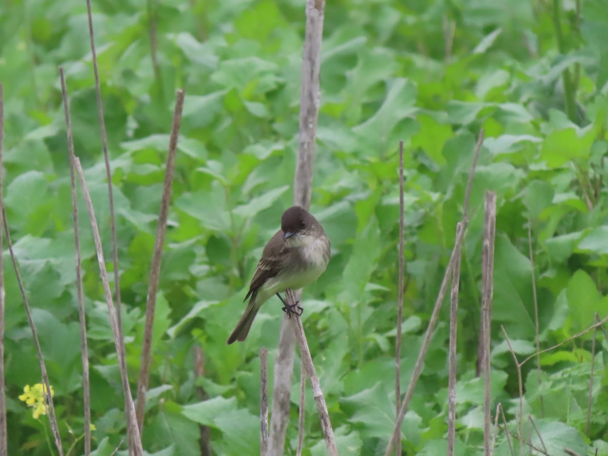 Eastern Phoebe - ML647046383