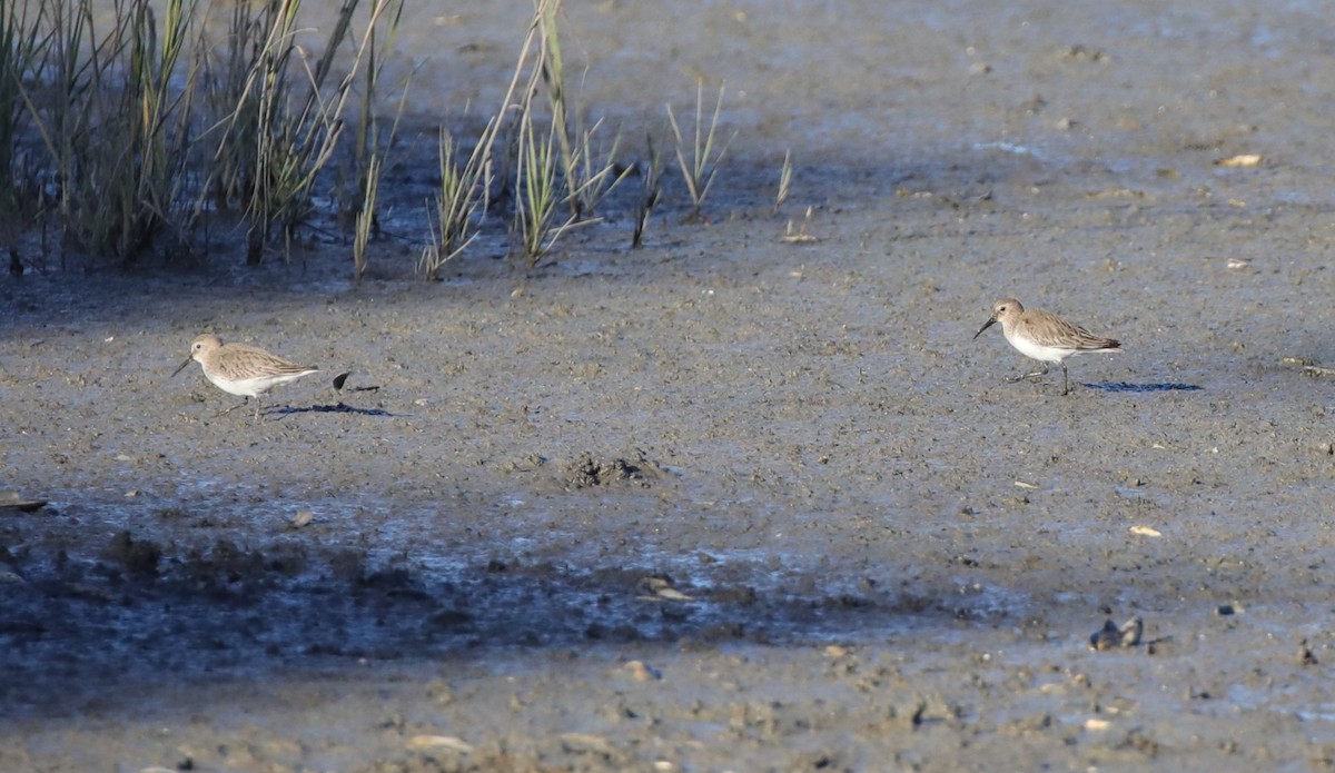 Побережник чорногрудий - ML647046393
