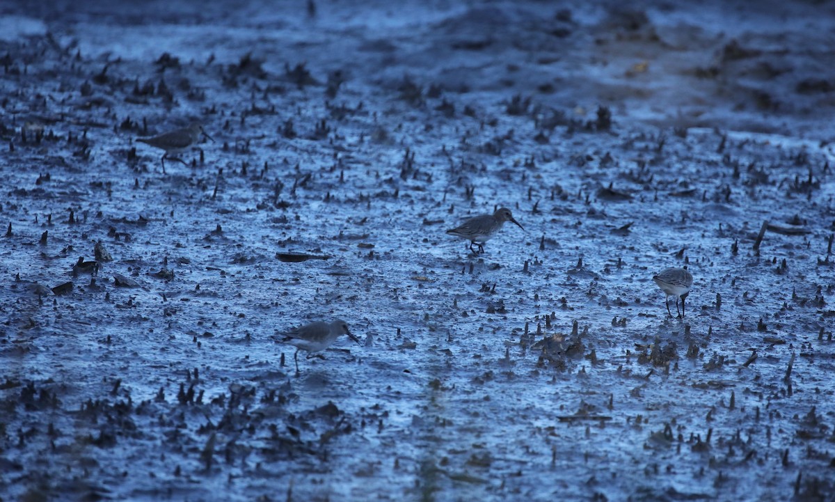 Побережник чорногрудий - ML647046394