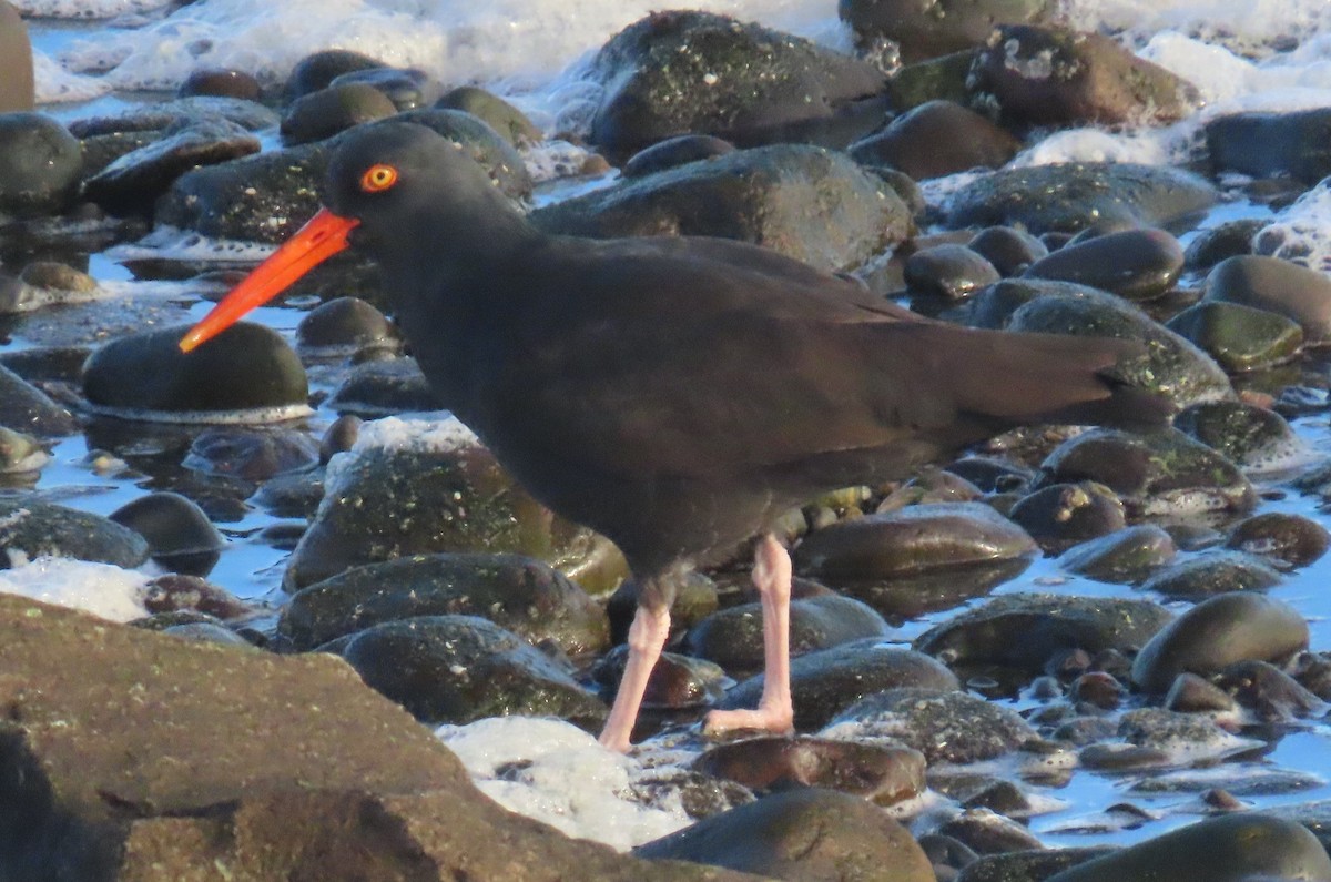 ústřičník západní - ML647046413