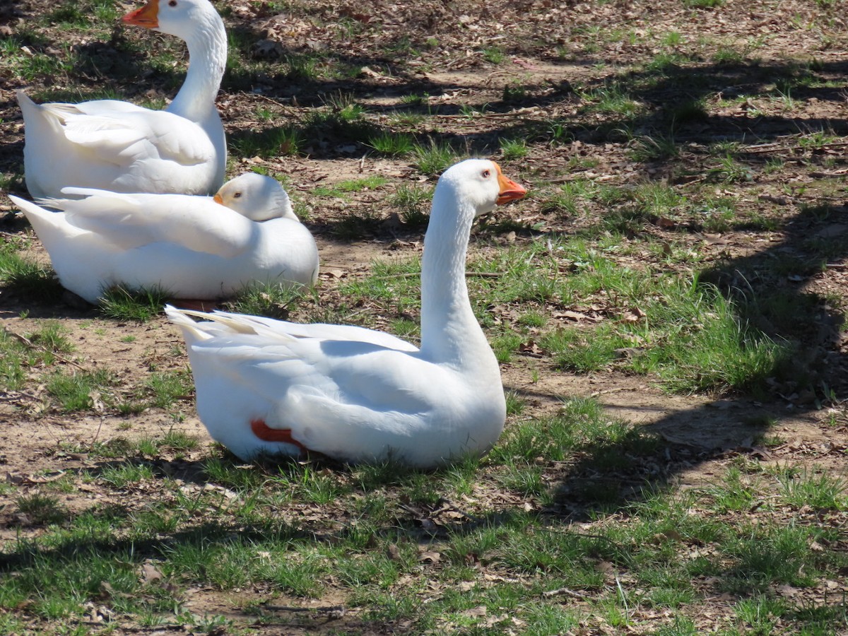 Graylag Goose (Domestic type) - ML647046414