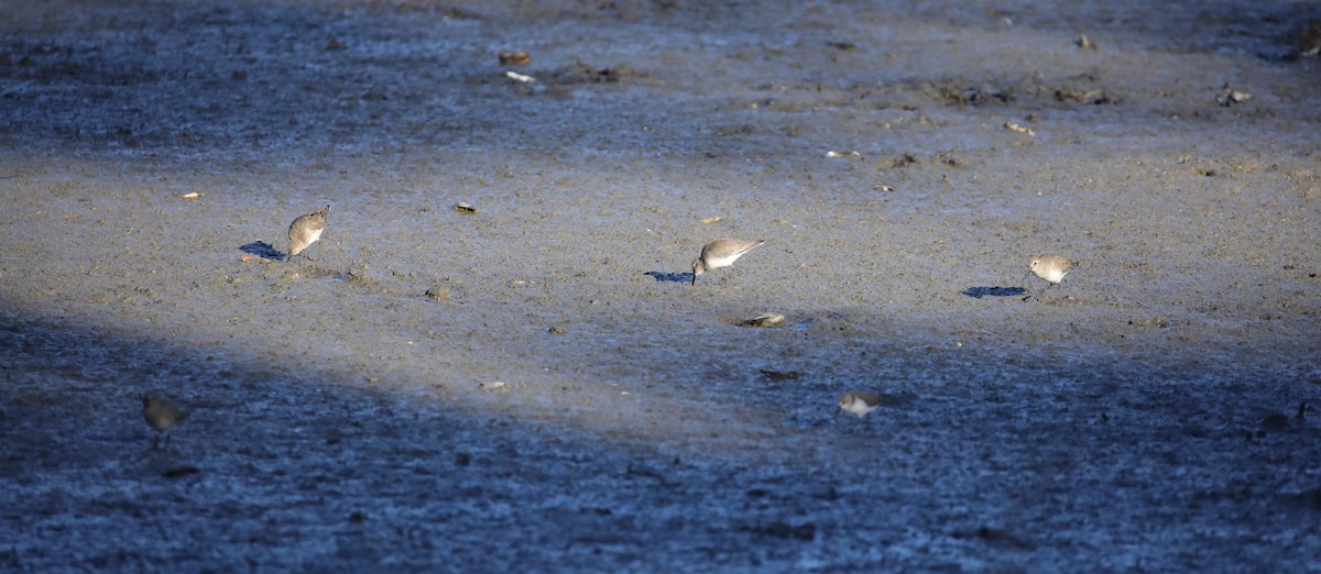 Побережник чорногрудий - ML647046418