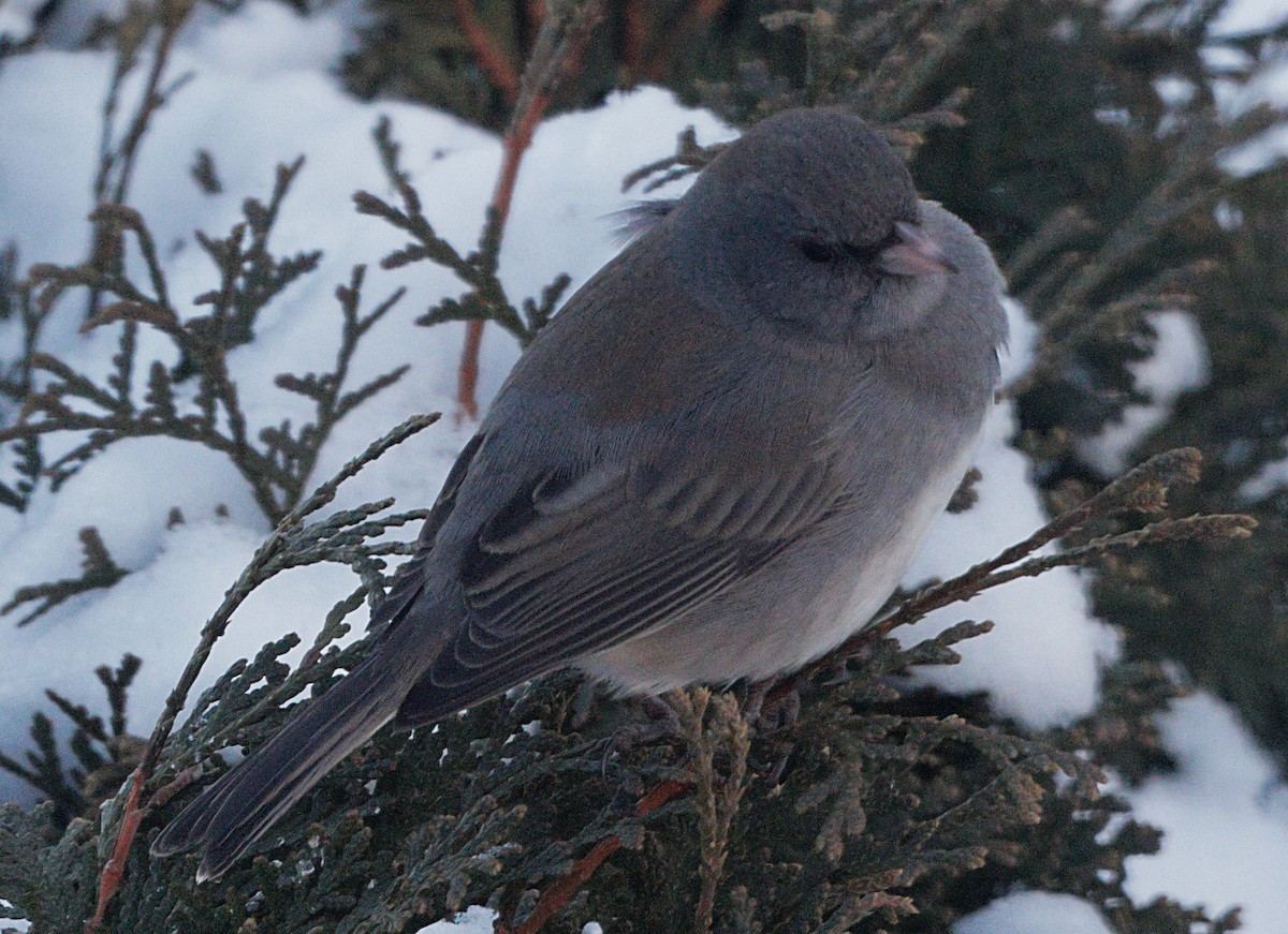 ユキヒメドリ - ML647046429