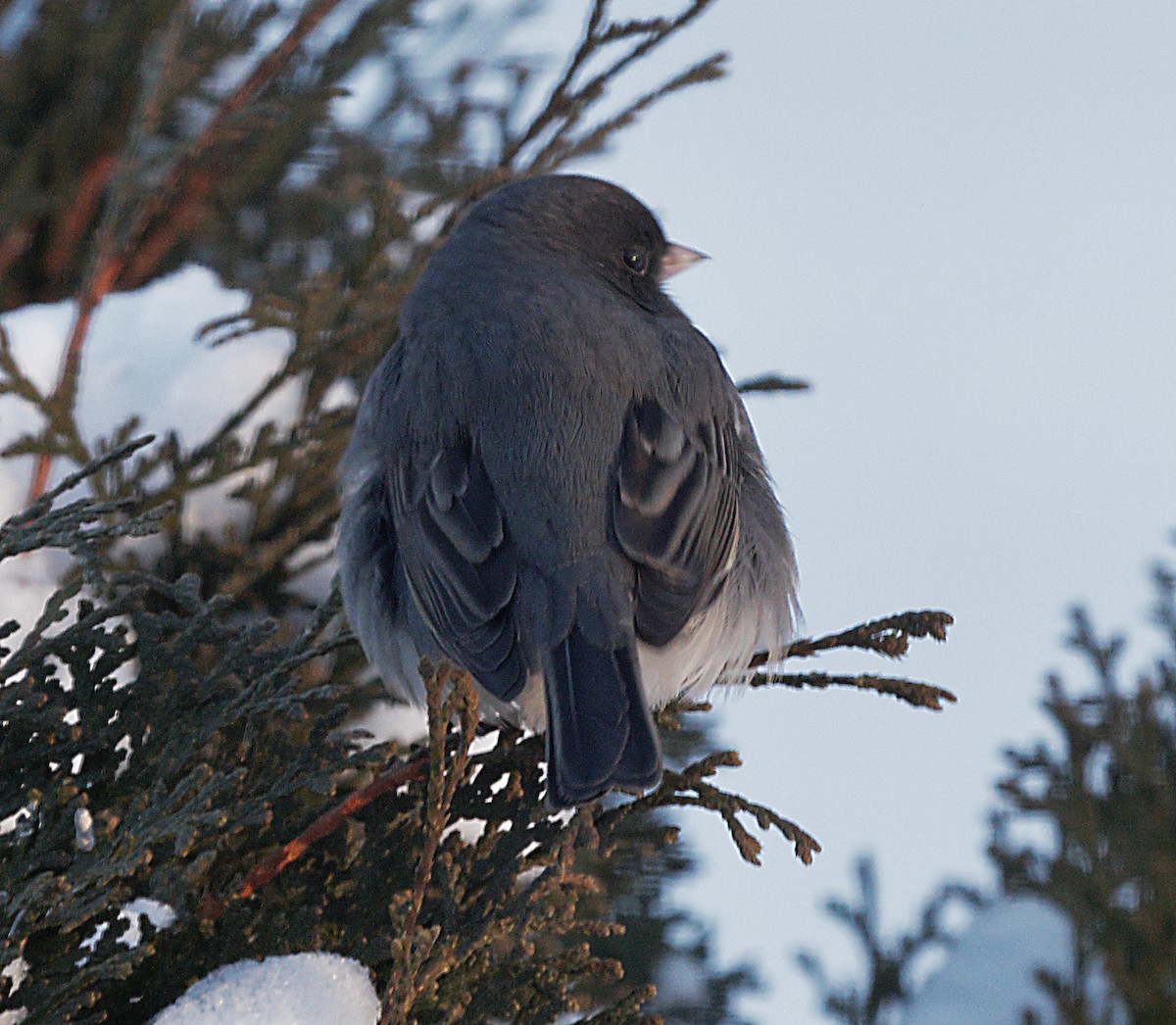 ユキヒメドリ - ML647046431