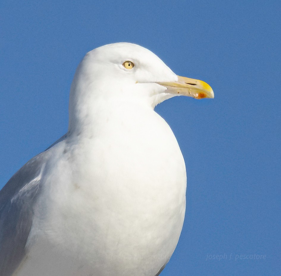 Glaucous Gull - ML647046440
