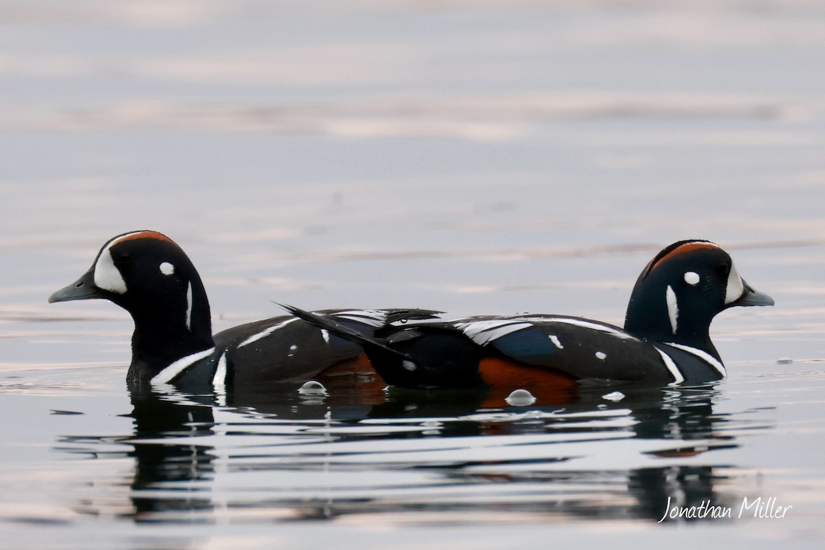 Palyaço Ördeği - ML647046451