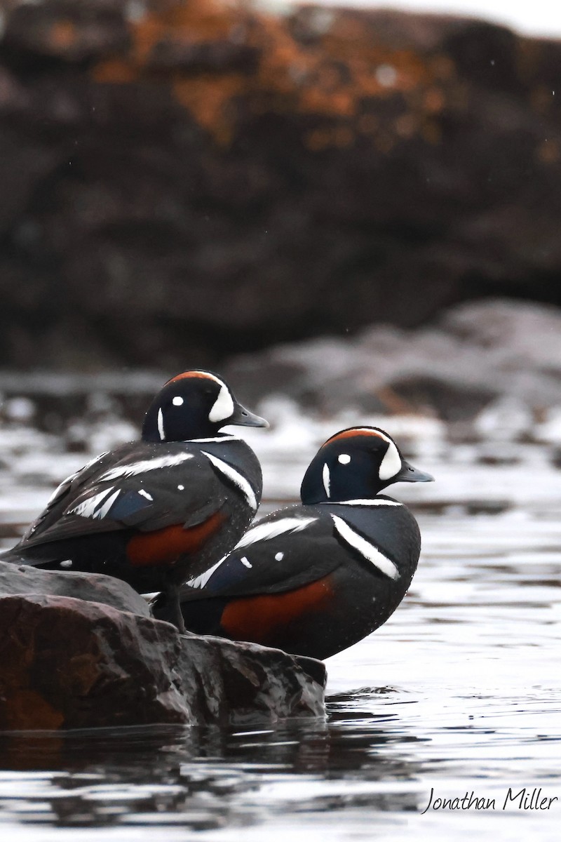 Palyaço Ördeği - ML647046452