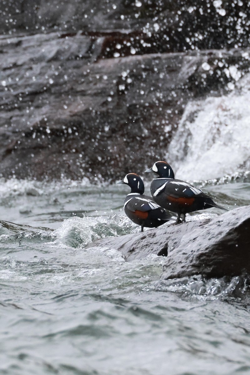 Palyaço Ördeği - ML647046453