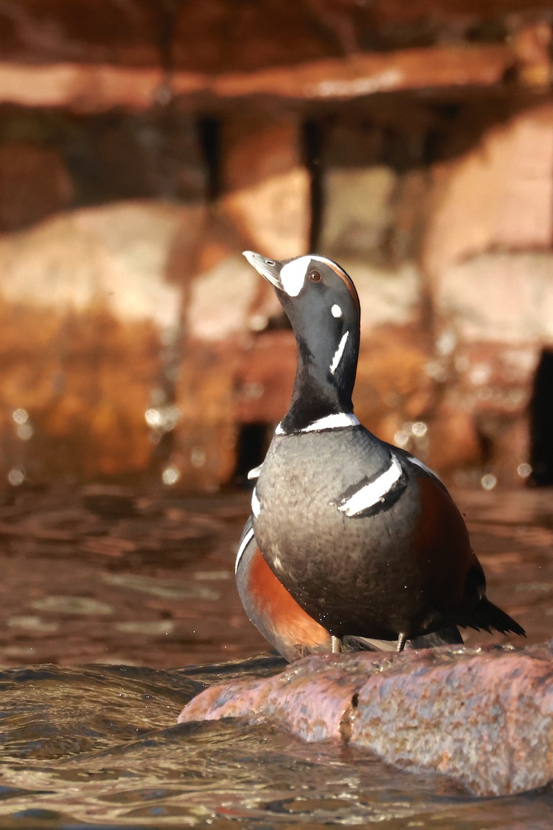 Palyaço Ördeği - ML647046454