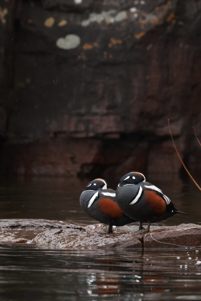 Palyaço Ördeği - ML647046455