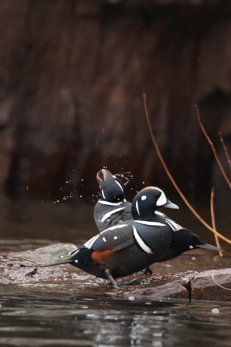 Palyaço Ördeği - ML647046456