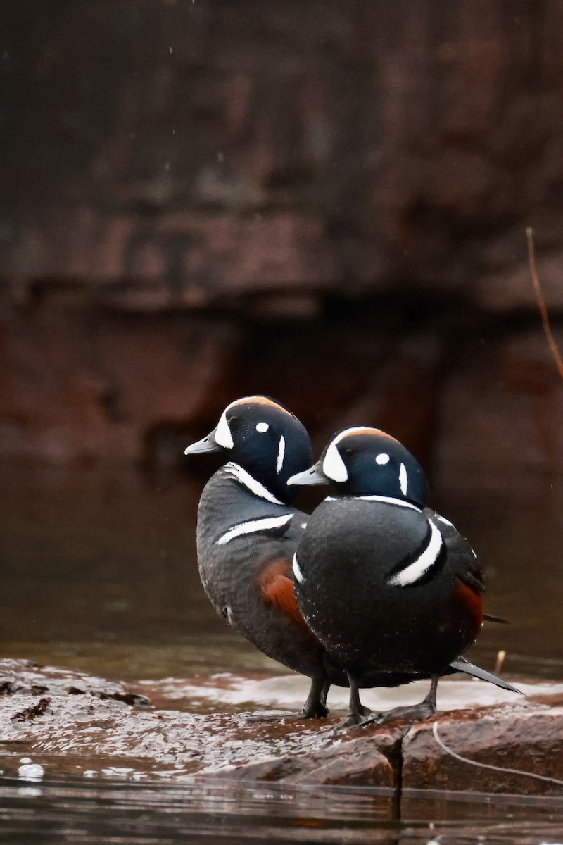 Palyaço Ördeği - ML647046457