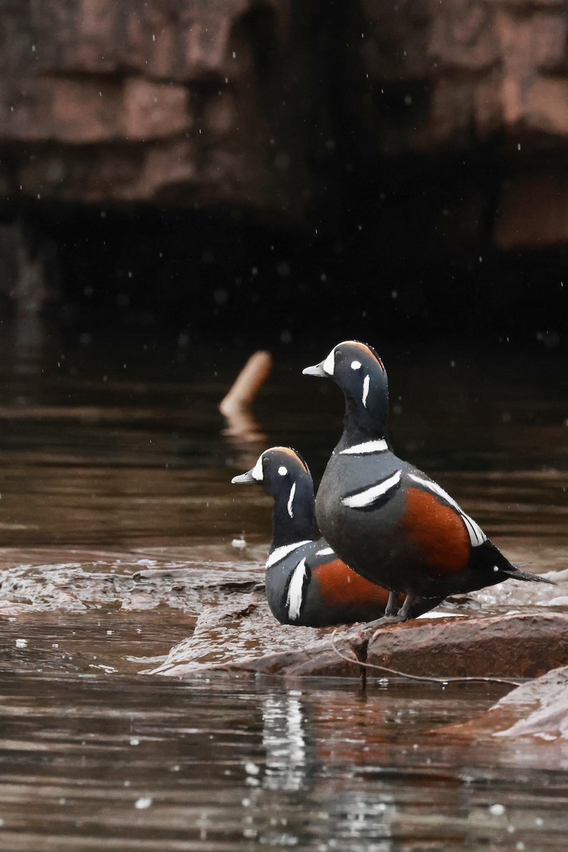 Palyaço Ördeği - ML647046459