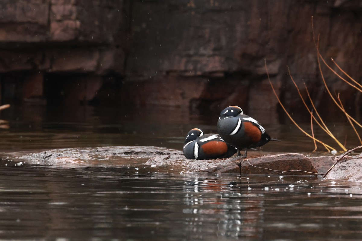 Palyaço Ördeği - ML647046460