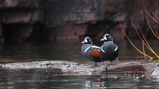 Palyaço Ördeği - ML647046461