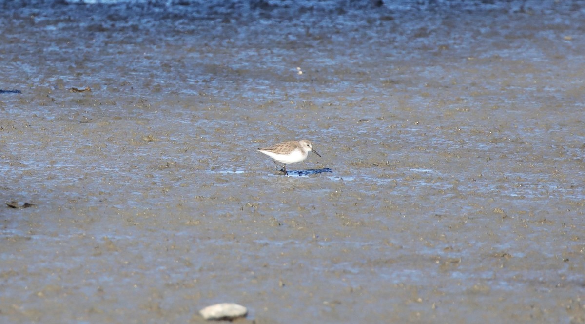 Побережник аляскинський - ML647046469