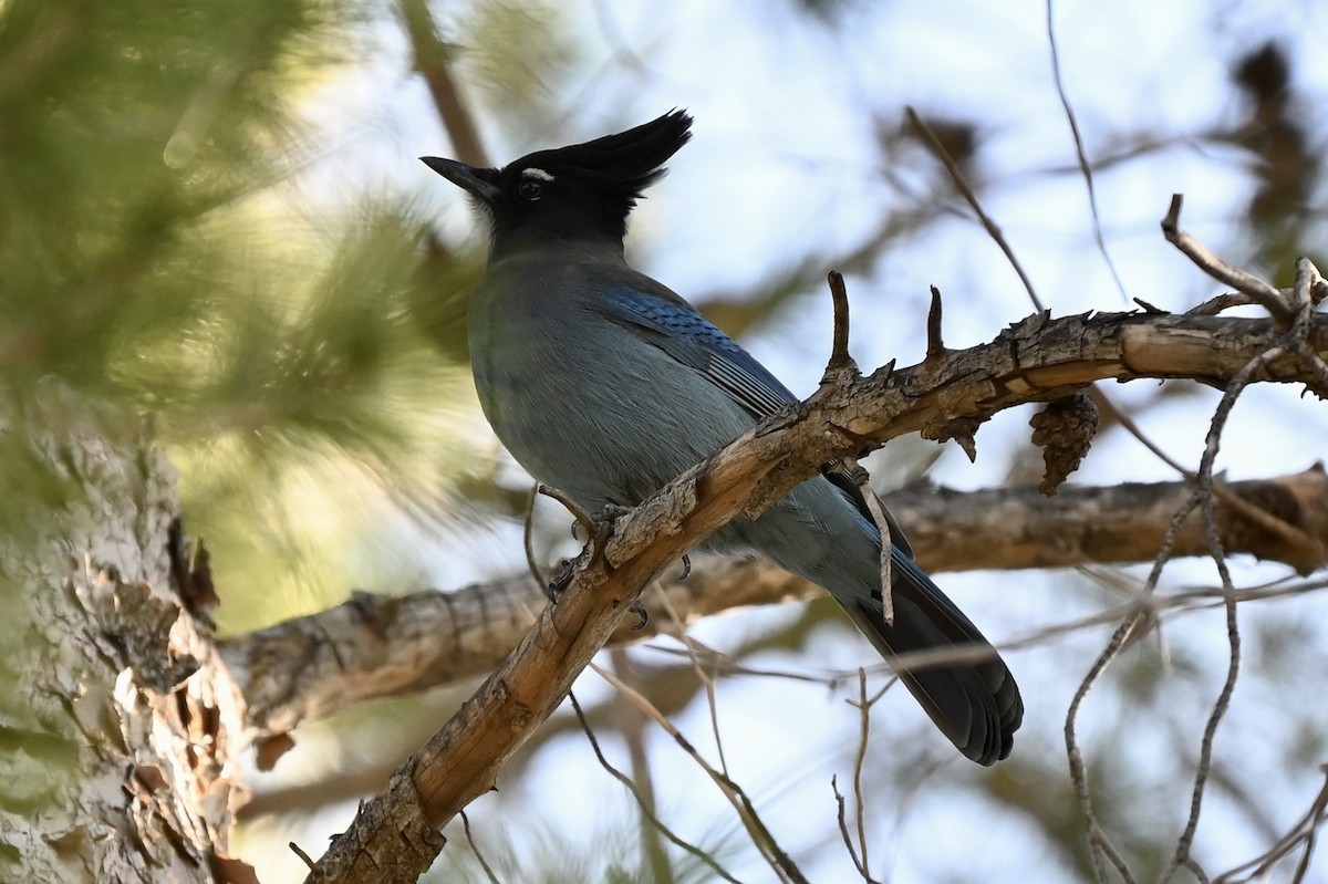 Steller's Jay - ML647046473