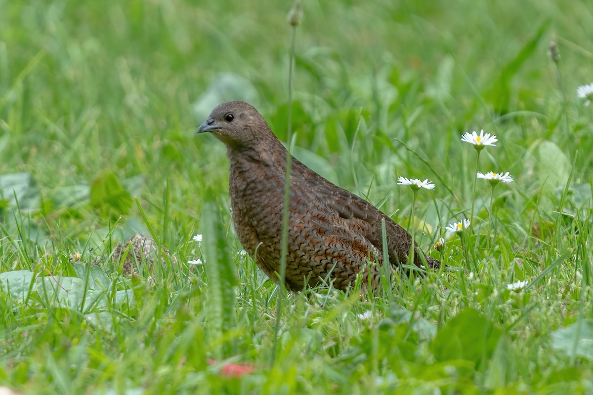 Перепілка бура - ML647046486