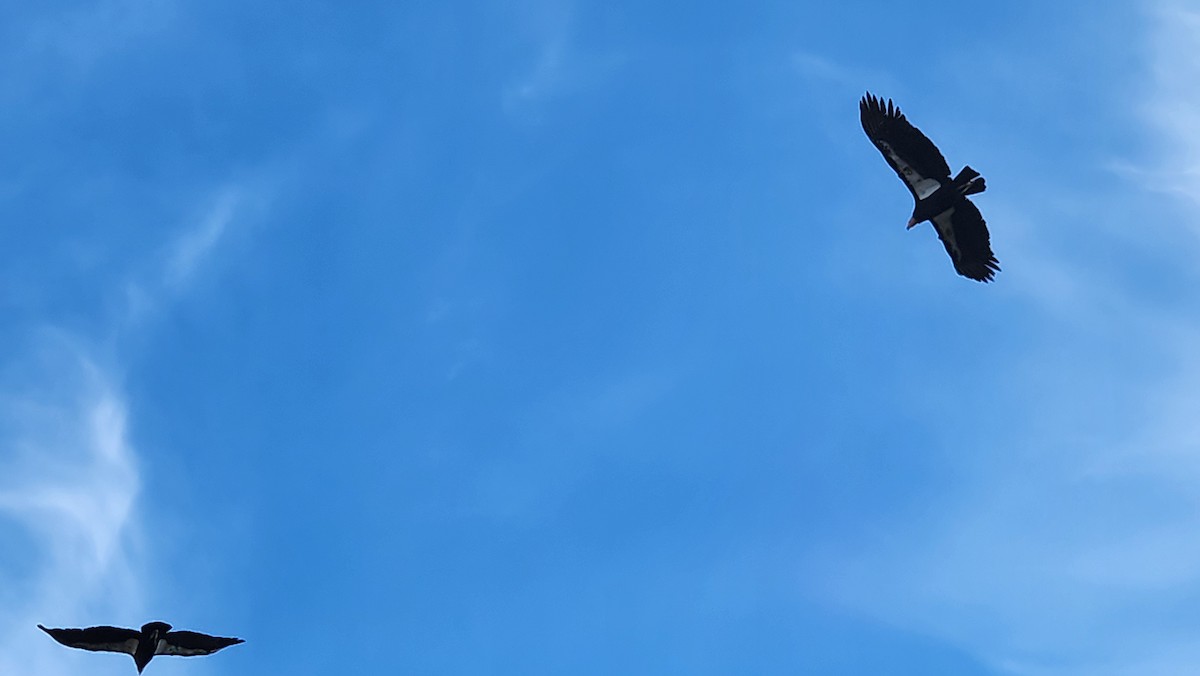 California Condor - ML647046488