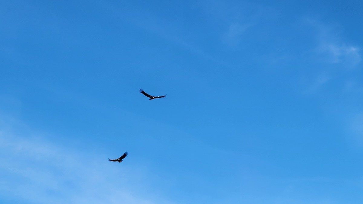 California Condor - ML647046489