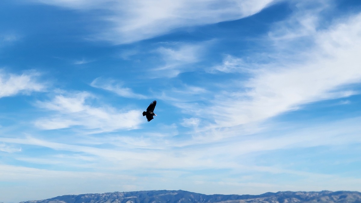 California Condor - ML647046490