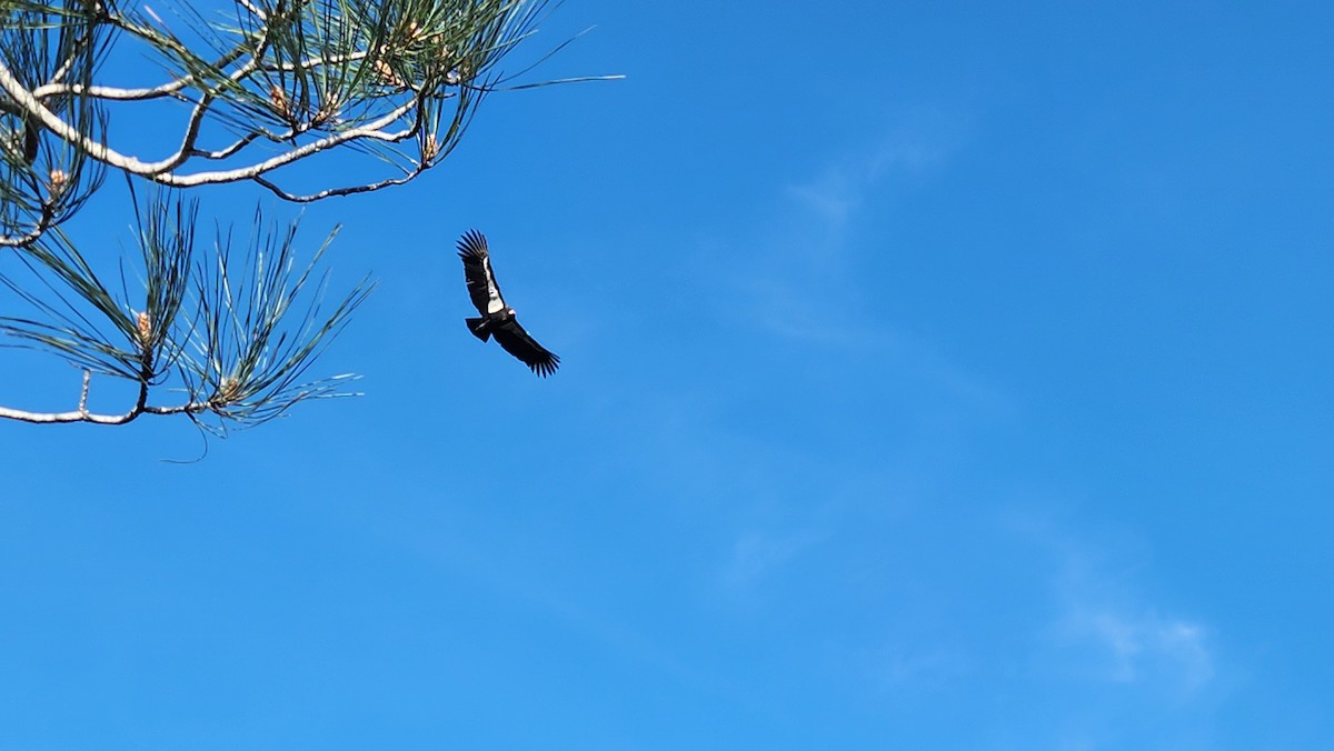 California Condor - ML647046491