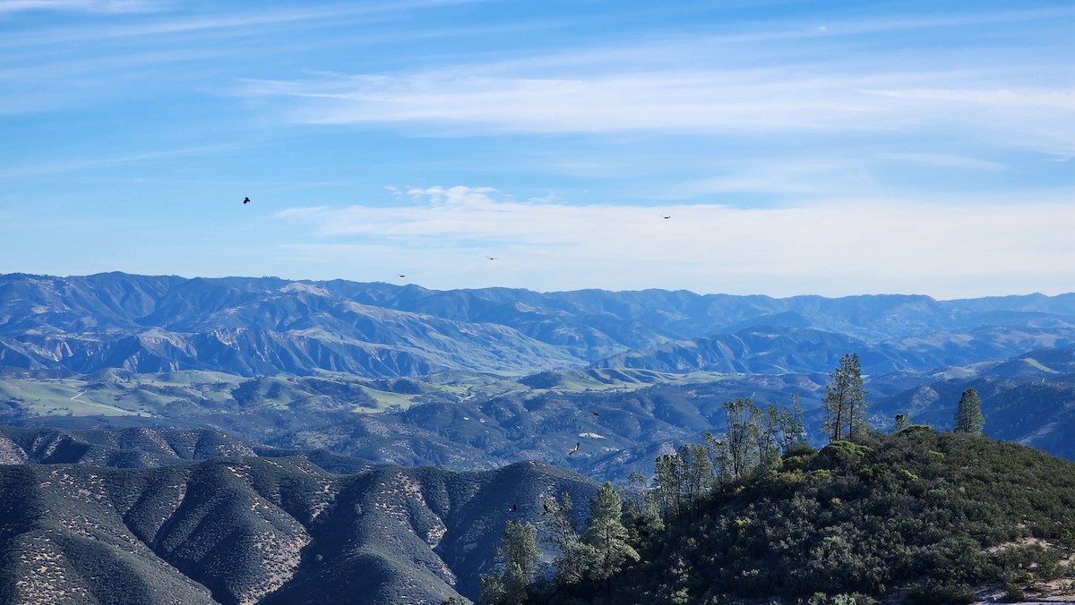 California Condor - ML647046492