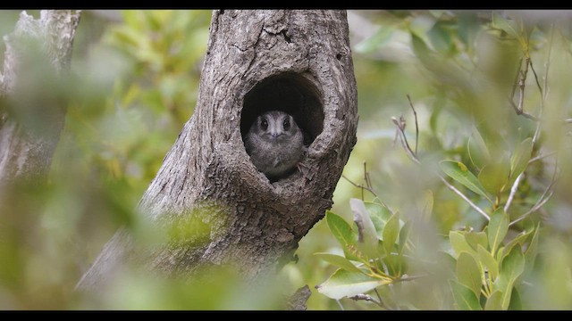 Australian Owlet-nightjar - ML647046497