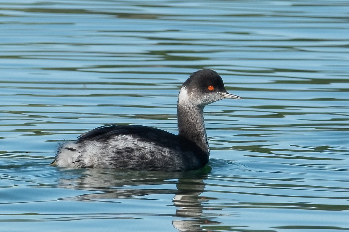 Eared Grebe - ML647046503