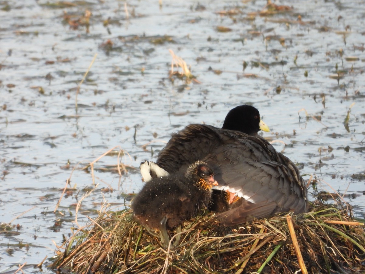 White-winged Coot - ML647046505