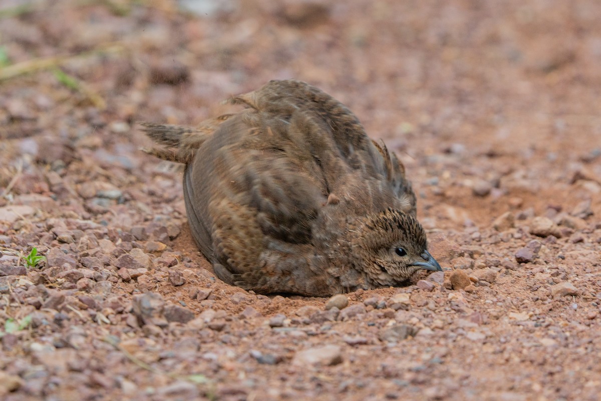Перепілка бура - ML647046508