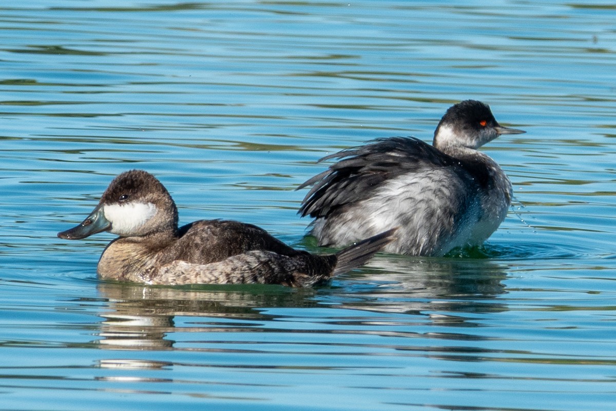 Eared Grebe - ML647046515