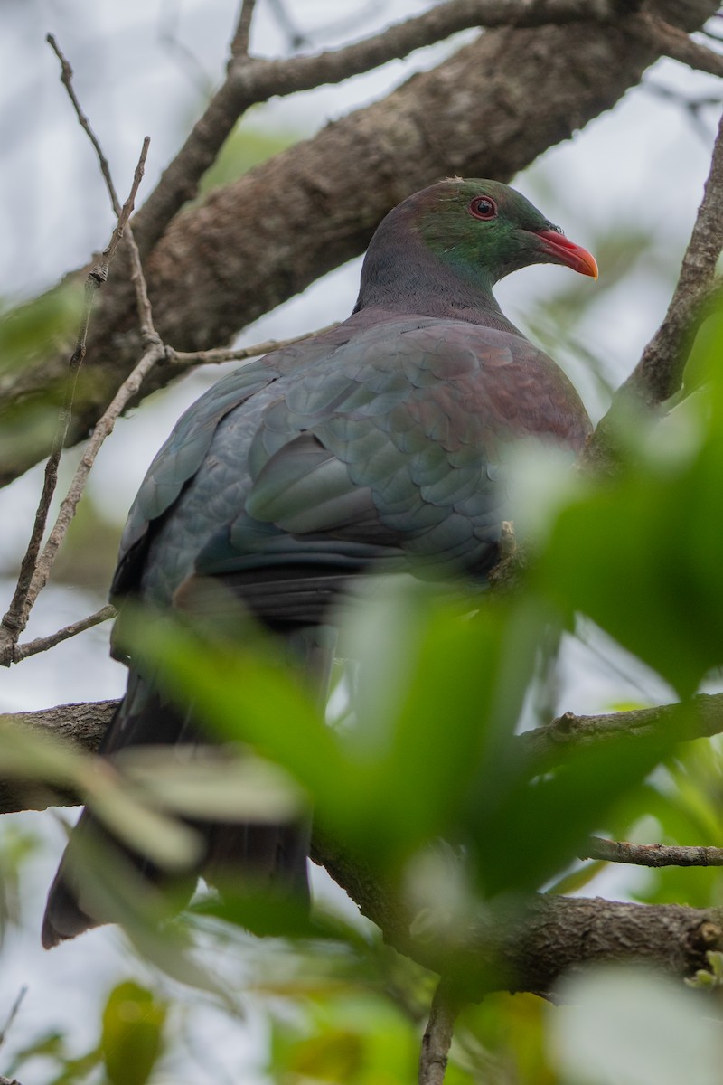 New Zealand Pigeon - ML647046517
