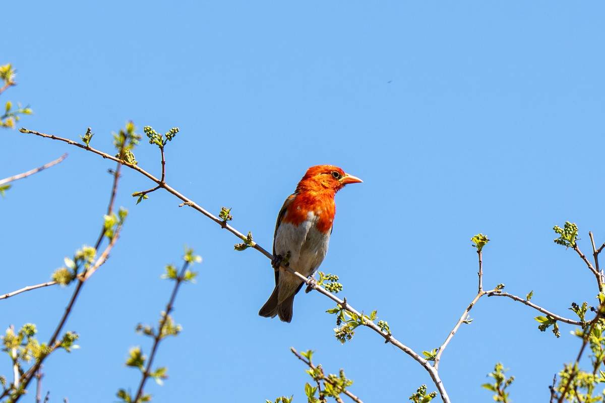Red-headed Weaver - ML647046520
