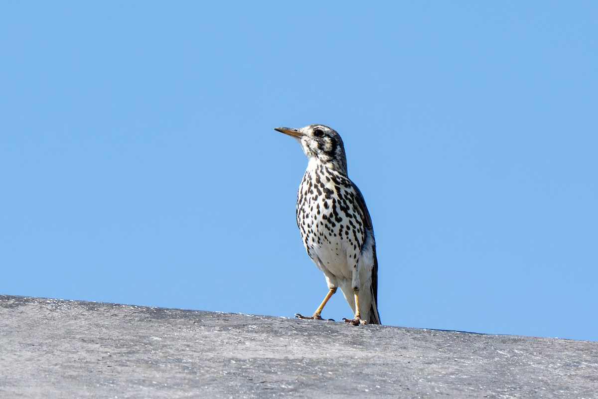 Groundscraper Thrush - ML647046534