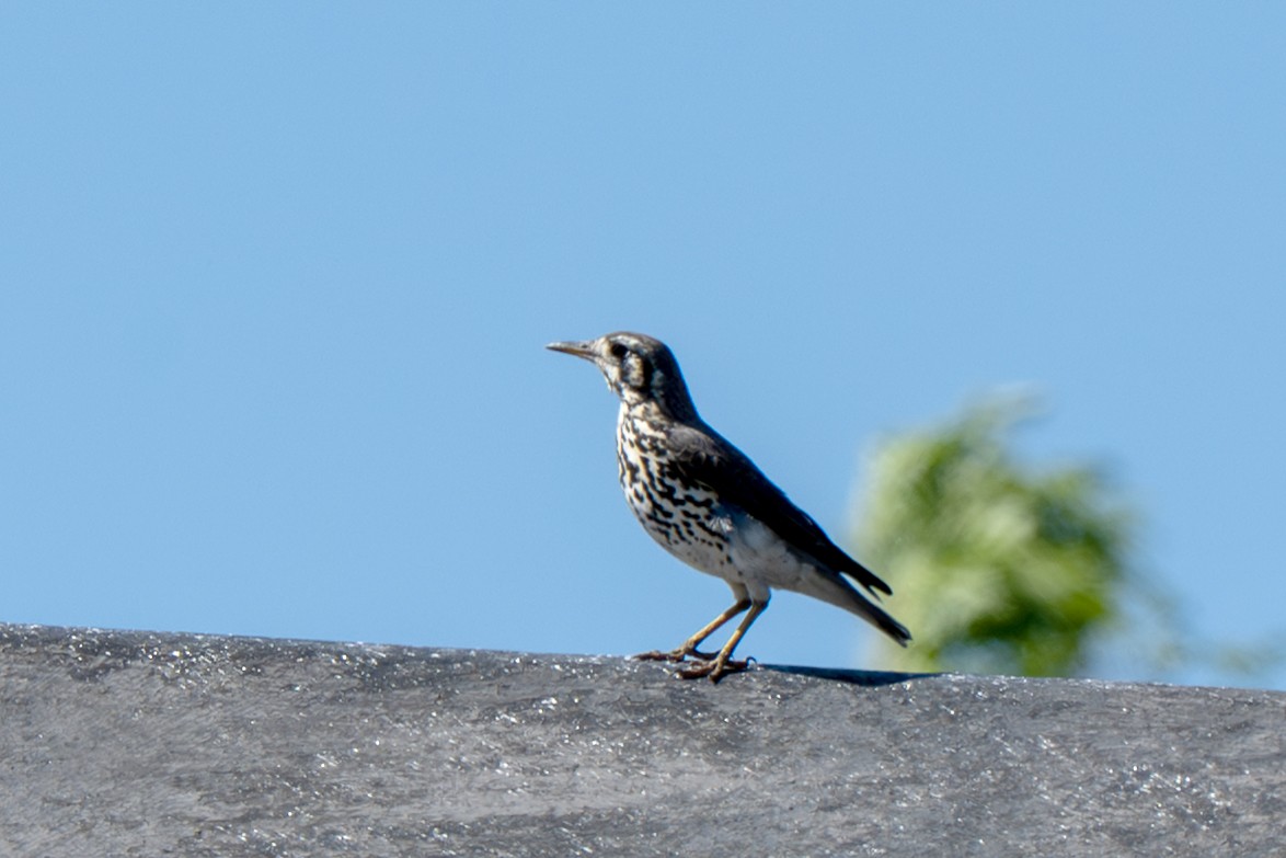 Groundscraper Thrush - ML647046535