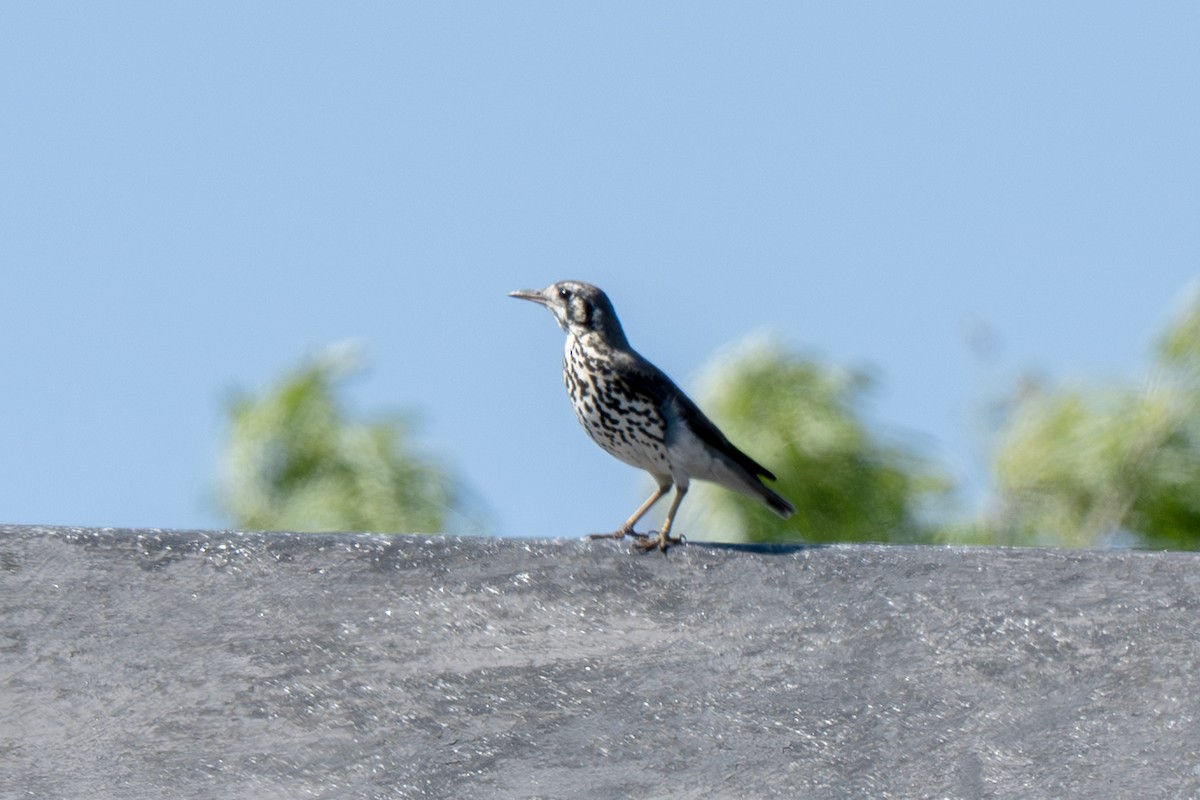 Groundscraper Thrush - ML647046536