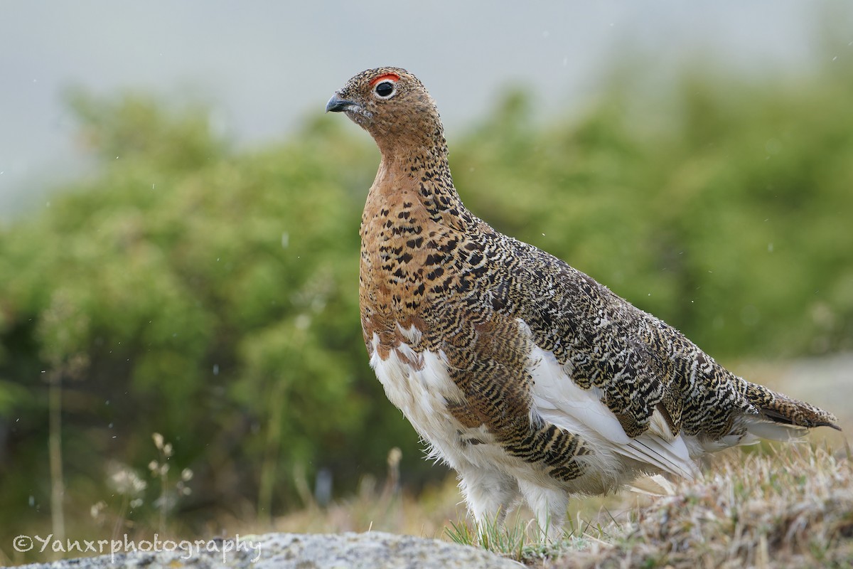 Moorschneehuhn - ML647046538