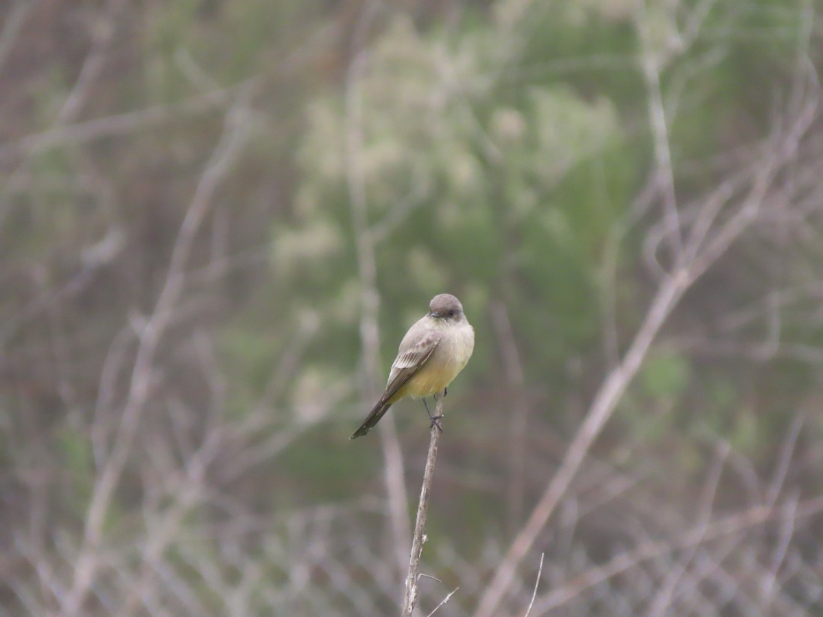 Say's Phoebe - ML647046541