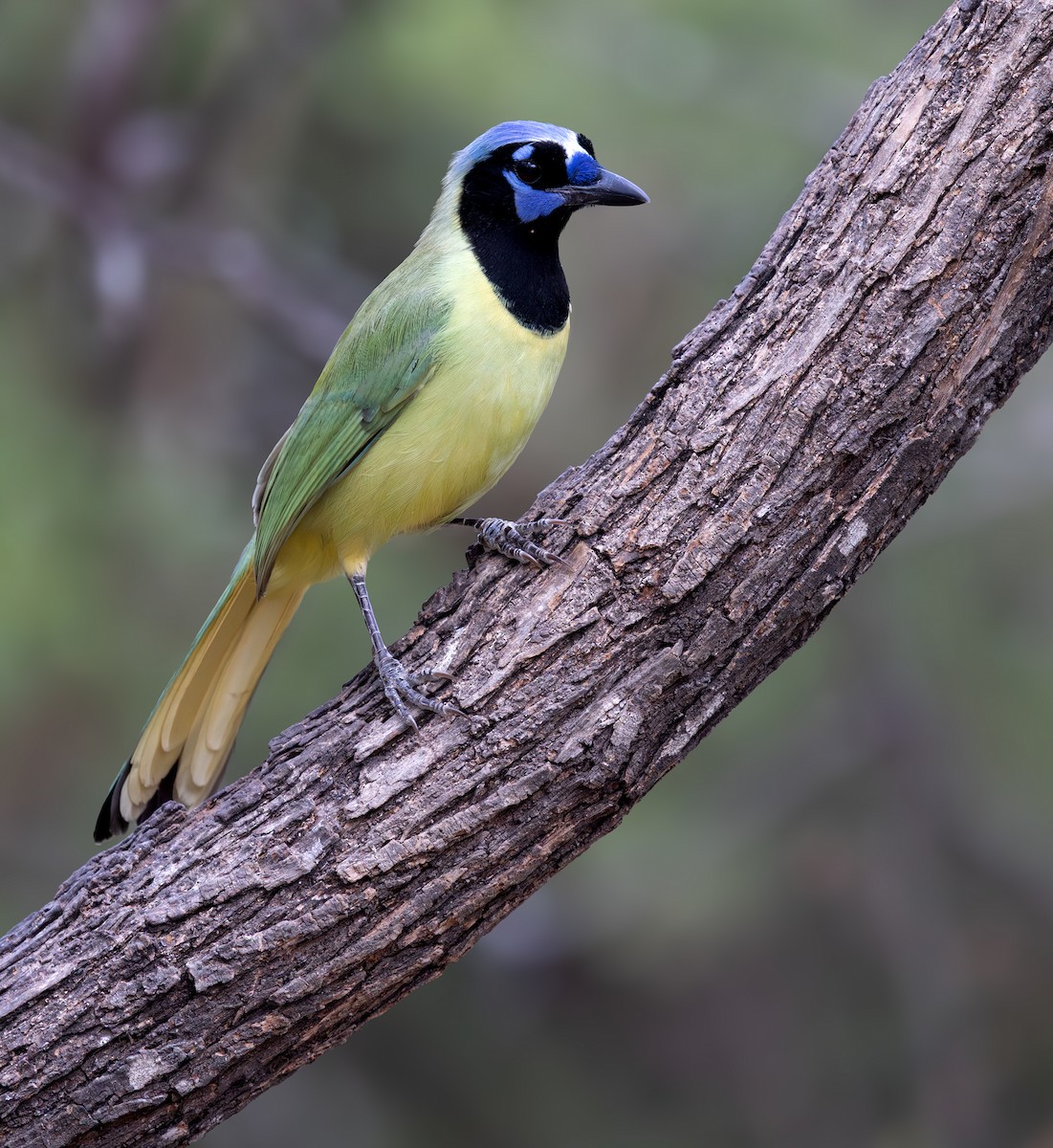 Green Jay - ML647046542