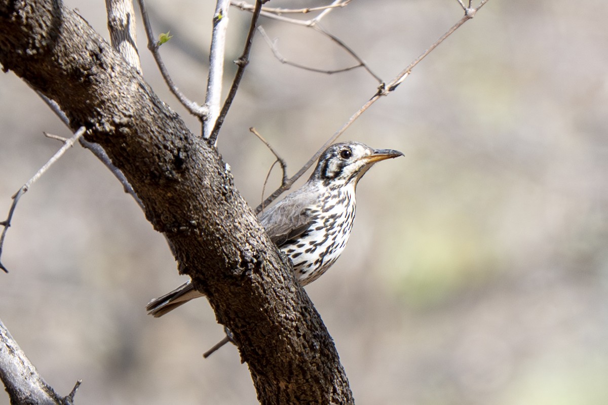 Groundscraper Thrush - ML647046548