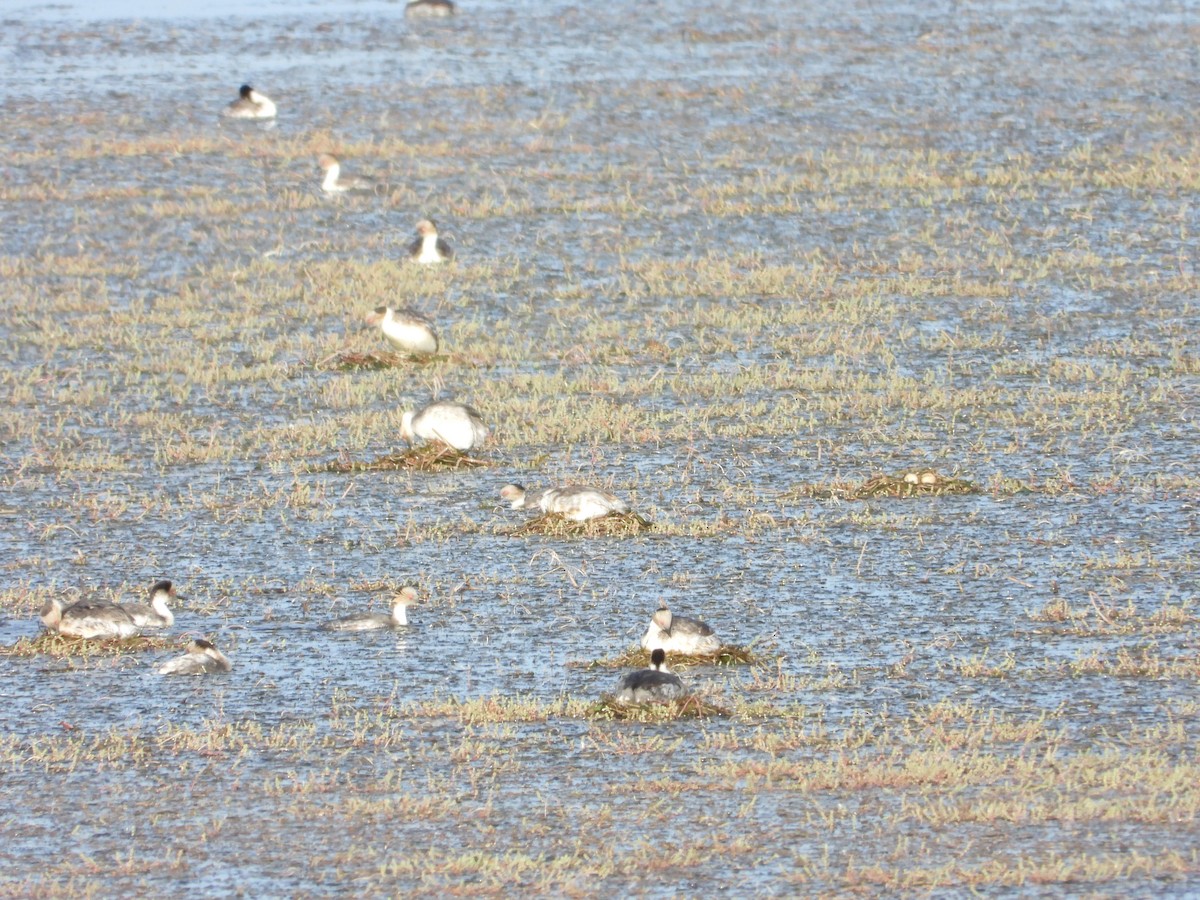 Silvery Grebe - ML647046551